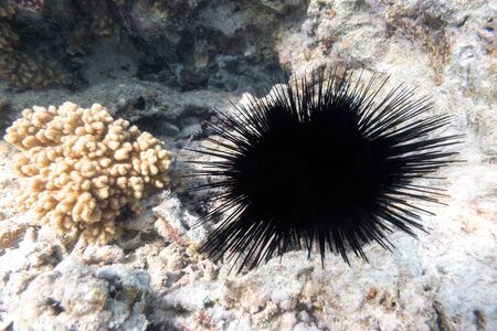 Long Spined Sea Urchin (Diadema Setosum) Hiden In The Rock Seabed Near Coral Reef. Dangerous Underwater Animal With Black Poisoned Thorns, Red Sea, Egypt.の写真素材