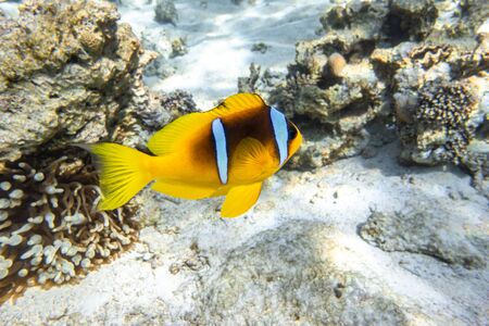 Orange Clownfish (Anemone Fish) In Anemone Soft Coral. Bright Striped Marine Tropical Fish In Natural Habitat In Red Sea, Egypt. Amazing Symbiosis In Nature. Underwater Diving Photo.の写真素材