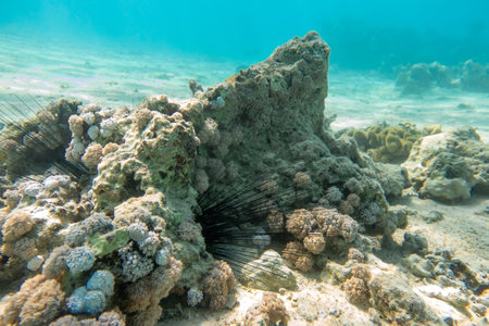 Long Spines Of Sea Urchin (Diadema Setosum) Hiden In The Rocks And Sand. Seabed Near Coral Reef,...