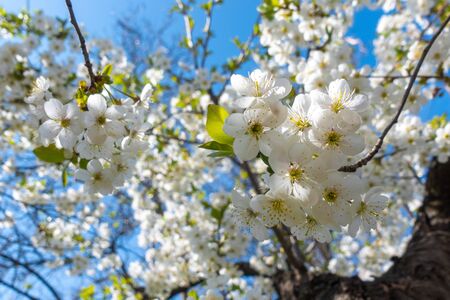 Cherry Blossom In Front Of A Clear Blue Sky. White Spring Flowers, Blooming Branch with Green Leaves. Delicate Sakura Flowers, Spring Sunny Day.の写真素材