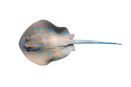 Bluespotted Ribbontail Ray (Taeniura lymma) Isolated On A White Background . Close Up Of Dangerous Underwater Spotted Stingray, Red Sea, Egypt. Indo-Pacific Ocean Fish. Diving Photography. Cut Out.の写真素材