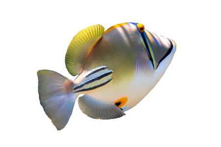 Arabian picassofish (Rhinecanthus assasi, Lagoon triggerfish) isolated in a white background. Unusual tropical bright fish, Red Sea, Egypt. Close up, side view, cut out. Underwater photo.の写真素材