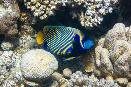 Emperor angelfish (Pomacanthus imperator) in Red Sea, Egypt. Beautiful tropical fish with colorful...