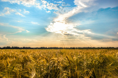 Sunset or sunrise on a wheat field. Summer rural landscape. Field of golden ripe cereal, cloudy sky.