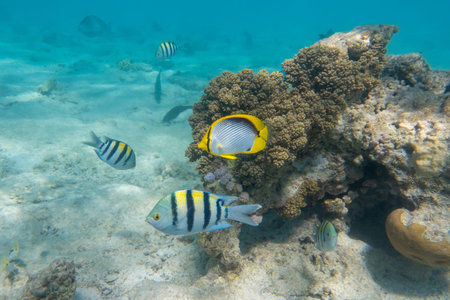 School of sergeant major fish (pintano) and black-backed butterflyfish (Chaetodon melannotus) in Red...