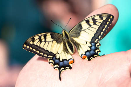 Machaon butterfly (Papilio machaon, swallowtail) sitting on the hand. Beautiful colorful insect with yellow, orange, blue and black spotted wings. Macro, close up, top view.の写真素材