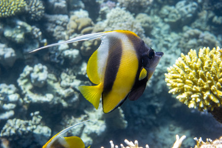 Pennant coralfish (Heniochus acuminatus, longfin bannerfish) in Red Sea, Egypt. Tropical striped...