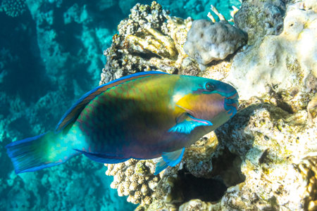 Rusty parrotfish (Scarus ferrugineus) in Red Sea, Egypt. Bright tropical coral fish, close up, side...