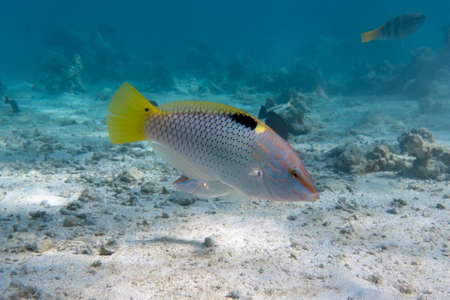 Checkerboard Wrasse (Halichoeres hortulanus) in Red Sea. Bright tropical fish in the ocean, clear turquoise water near a coral reef. Close up, side view. Underwater photo.の写真素材
