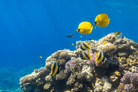 Blue-cheeked butterflyfish (Chaetodon semilarvatus, Blue mask, Golden butterflyfish) and school of Pennant coralfish over a coral reef. Tropical yellow striped fish in Red Sea. Underwater diversity.の写真素材