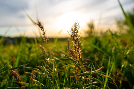 Spikelets of grass on fresh spring field in front of the sun, close up. Fresh green meadow at sunset...