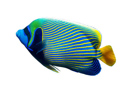 Emperor angelfish (Pomacanthus imperator) isolated on white background, Red Sea, Egypt. Beautiful tropical fish with colorful diagonal stripes. Close-up, side view, cut out.の写真素材