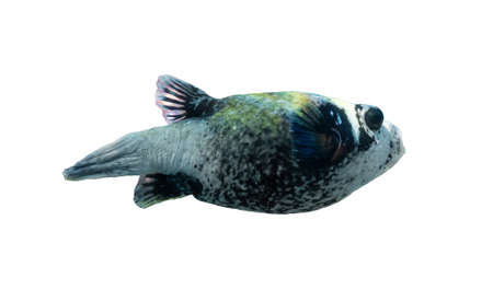 Tropical fish in the ocean. Masked Puffer isolated on a white background. Ugly Puffer Fish in Red Sea, Egypt. Unusual tropica, underwater diversity. Diving photo, side view, cut out.の写真素材