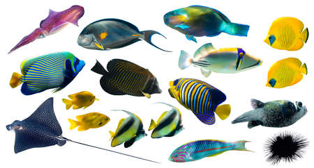 Different types of tropical fish (Butterflyfish, Parrotfish, Stingray, Picassofish, Surgeonfish) isolated on white background. Set of exotic coral fish, side view, cut out. Underwater diversity.の写真素材