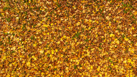 Autumn leaves on green grass. Yellow, orange linden leaves lying on the ground. Fallen foliage in...