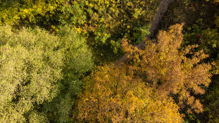 Flying over autumn tree tops in the forest, view from the top. Trees with yellow, orange, green foliage and path with fallen leaves in the park, beautiful landscape. Leaf fall season. Drone photo.の写真素材