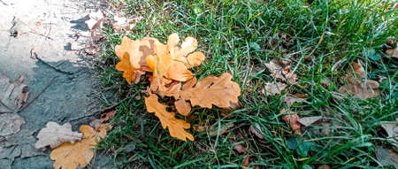 On the grass lie yellow leaves that have fallen from an oak tree. Autumn nature.の写真素材