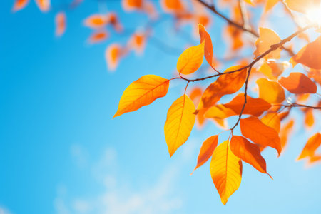 Close up vibrant autumn leaves against blue sky tree branch with golden foliage yellow leaf October November season fall park forest September advertise background seasonal backdrop beautiful natureの素材
