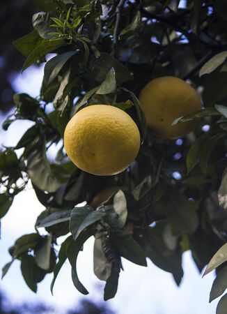 Flowering orange tree with juicy fruits. Green leaves, white blossom, oranges. Nature of Middle East.の写真素材