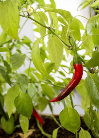 Pepper plant in a pot. Beautiful red chili peppers growing on bush. Home gardening concept.の写真素材