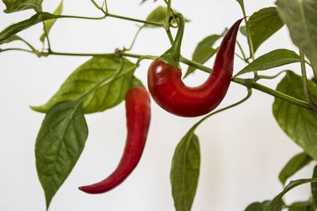 Pepper plant in a pot. Beautiful red chili peppers growing on bush. Home gardening concept.の写真素材