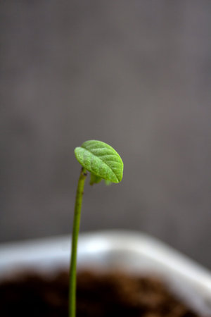 Cherimoya (Annona cherimola) sprout close up photo.  Home gardening concept.Â 
