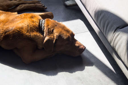 Photo of brown adult Labrador dog. Grey tiled floor background.の写真素材