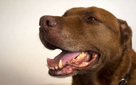 Close up portrait of smiling mixed breed dog isolated on white. Happy adult pet life.の写真素材