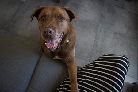 Photo of brown adult Labrador dog. Grey tiled floor background.