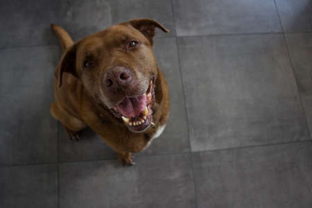 Portrait of adult mixed bread brown dog looking at camera and smiling.  Senior dog photo.の写真素材