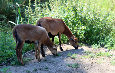 Goats on the farm in the summer. Goat on the farm.の写真素材
