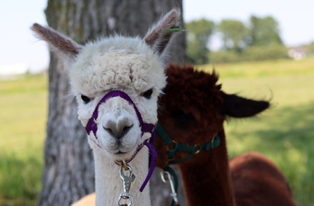 Llama in a meadow. Alpaca in a meadowの写真素材