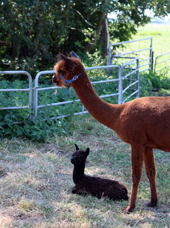 Llama and baby alpaca on the meadow.の写真素材