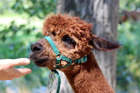 Cute alpaca in the park, closeup of photoの写真素材