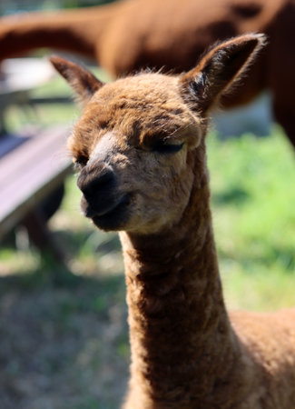 Portrait of an Alpaca (Lama glama)の写真素材
