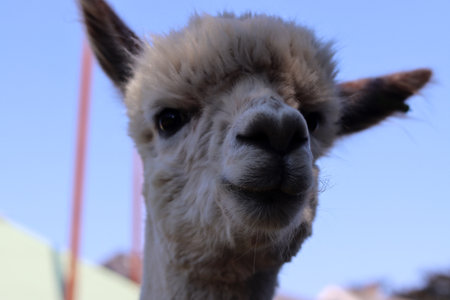 Close up of a cute alpaca with blue sky in the backgroundの写真素材