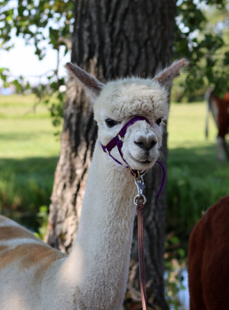 Llama in the garden. Alpaca in the parkの写真素材