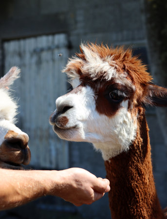 Alpaca on a farm in Andalusia, Spain.の写真素材