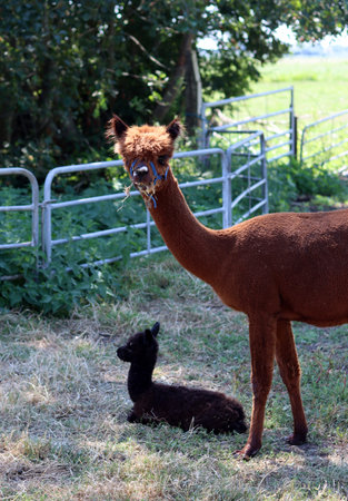 Alpaca and baby in the paddock of a farm.の写真素材