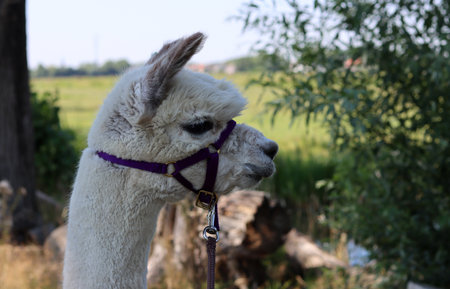White alpaca in a farm. Alpaca close up.の写真素材
