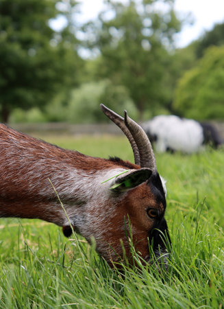 Goat grazing on a green meadow in summer. Close upの写真素材