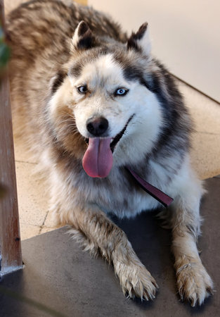 Siberian Husky dog lying on the floor with tongue outの写真素材