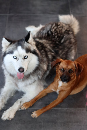 Siberian husky and small brown mixed breed dog close up photo. Funny cute dogs. Best friends...