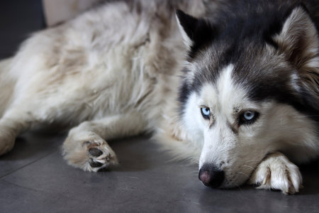 Siberian Husky dog with blue eyes lying on the floorの写真素材