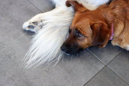 Cute dog lying on the floor and looking at something. Selective focus. Grey background with space for textの写真素材