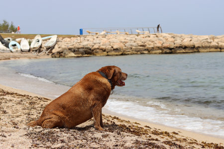 Labrador retriever sitting on the beach and looking at the seaの写真素材