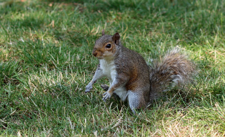 Squirrel on the green grass looking for food in the park.