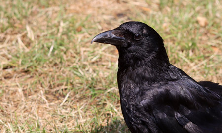 Black crow (Corvus corax) sitting on the ground