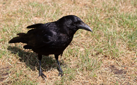 Carrion crow (Corvus frugilegus)