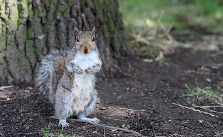 squirrel sitting on the ground with a nut in its paws.の写真素材